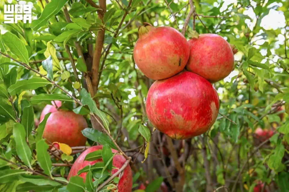 انارهای عربستان سعودی: 39,700 تن محصول تابستانی