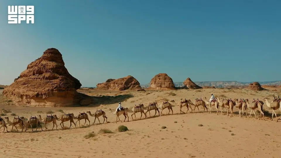 الجمال في تراث العلا: سفن الصحراء في السياحة الحديثة