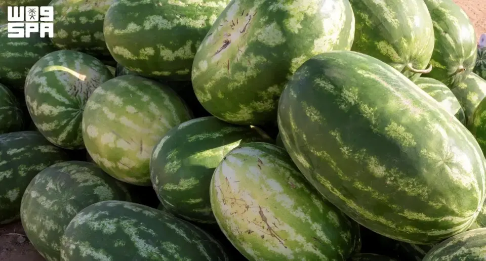 هندوانه — میوه اصلی عربستان سعودی: 620 هزار تن در سال