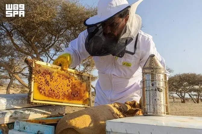 جمع عسل السمر في أملوج: تقليد وجودة