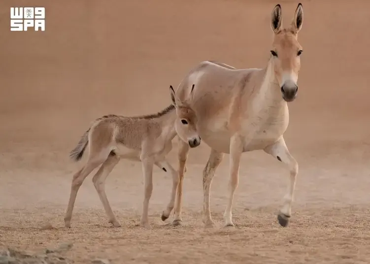 The Revival of the Onager in Saudi Arabia After 100 Years of Absence