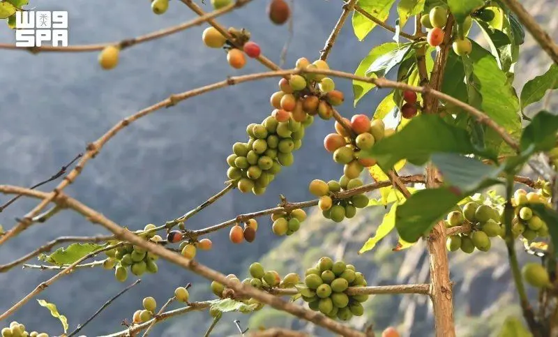 عسير ستزرع مليون شجرة قهوة بحلول عام 2028