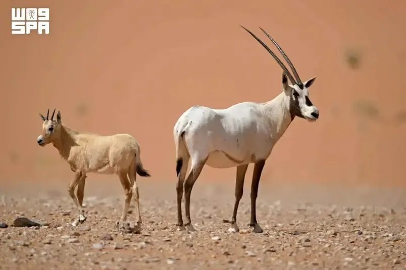 Arabian Oryx: The First Species to Return from 'Extinct in the Wild'