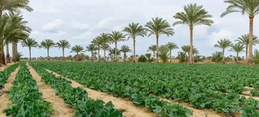 Saudi Arabia Receives UN Award for Ecosystem Restoration