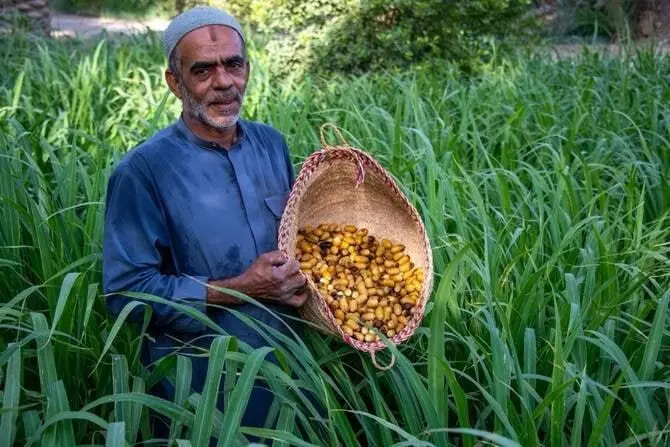 فصل برداشت خرما در واحه الاحسا: سنت و محصول