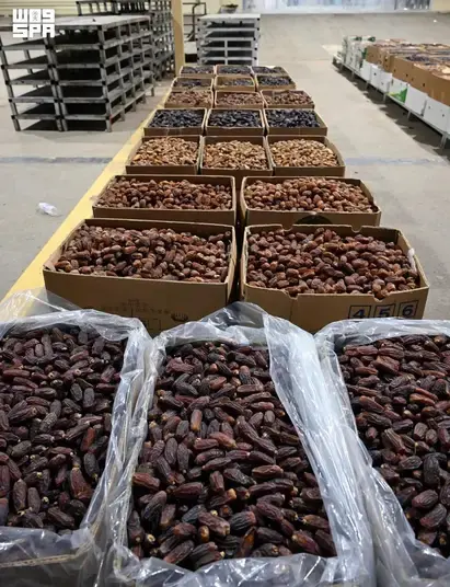 مدينة تنتج 344 ألف طن من التمور سنويًا