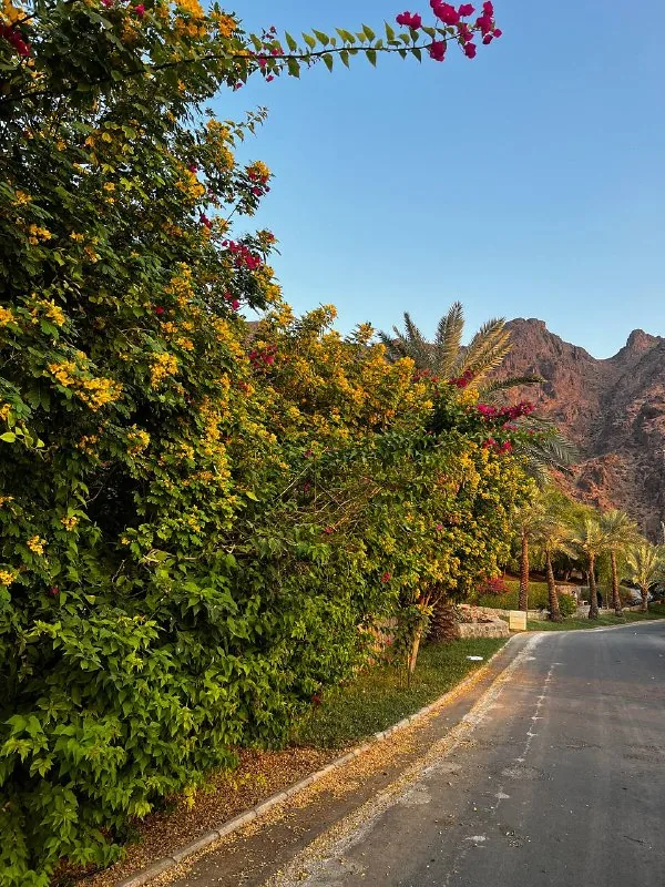 Prince Mohammed bin Abdul Aziz Park